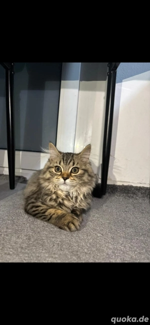 Süße kitten abzugeben 