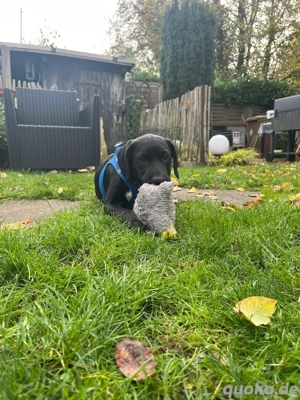 Liebevoller Rüde Tucco sucht ein neues Zuhause