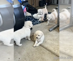 Bezaubernde Golden-Retriever-Welpen suchen ein liebevolles Zuhause