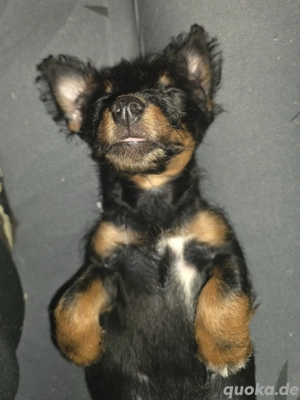 Kleiner Sonnenschein sucht