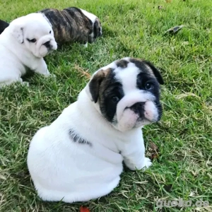 Bezaubernde Bulldoggenwelpen suchen ein Zuhause für immer!