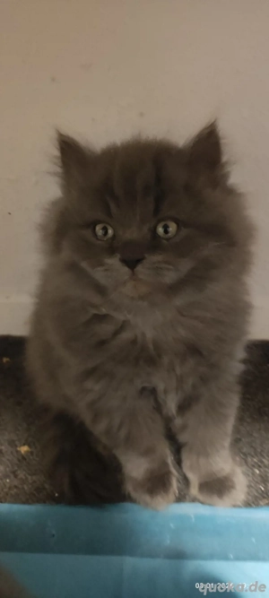 Britisch Kurzhaar BLH 1 Kätzchen 