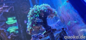 meerwasser euphyllia 