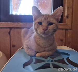 Kätzin Fridoline sucht ihr neues Zuhause