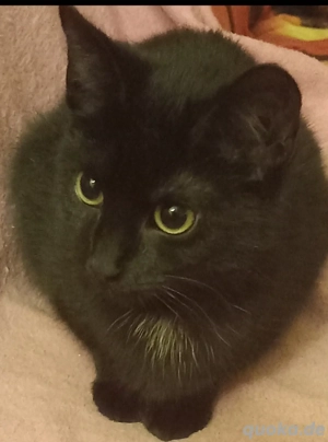 Kätzchen Schwarz 4 monate in liebevolle Hände abzugeben. 