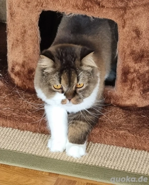 Schöner Britisch Langhaar Kater. 