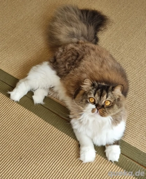 Britisch Langhaar Kater mit Stammbaum abzugeben 