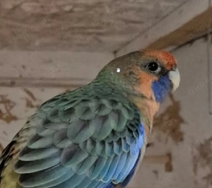 Pennantsittich orange 2025