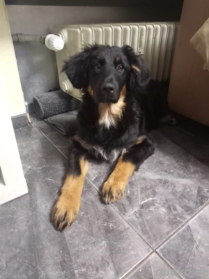 Bernnersenner Mix Welpe