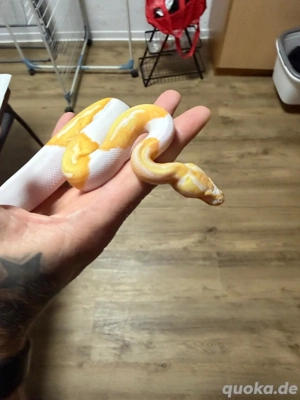 1.1Albino Pied Königspython
