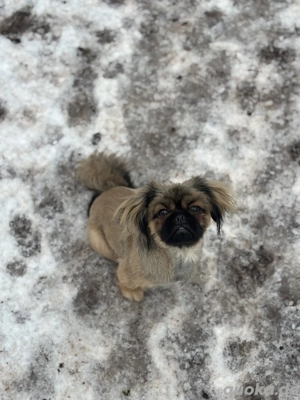Reinrassiger Pekingese rüde sucht ein Zuhause  Pekinese