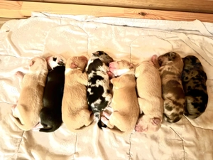 Australien Shepherd -Border Collie Welpen 