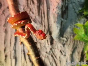 SUCHE Morelia Viridis Cyklops