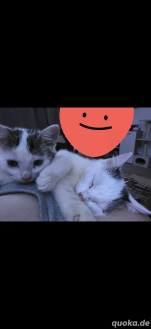 2 Brüder suchen ein zuhause auf Lebenszeit bkh mix 