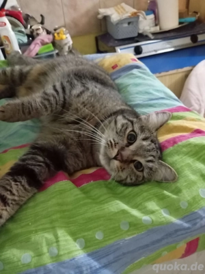 Miri - tolles Katzenmädchen sucht großes Glück Bild 3