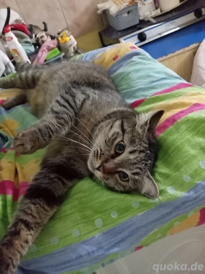 Miri - tolles Katzenmädchen sucht großes Glück Bild 2