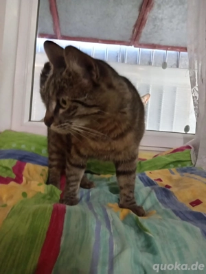 Miri - tolles Katzenmädchen sucht großes Glück Bild 7