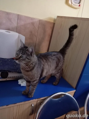 Miri - tolles Katzenmädchen sucht großes Glück Bild 6