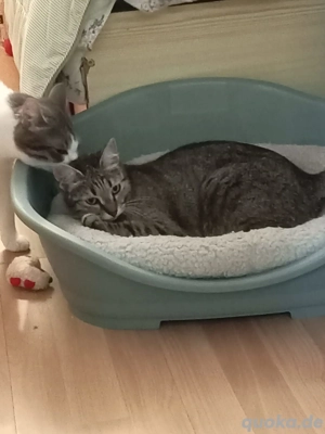 Miri - tolles Katzenmädchen sucht großes Glück Bild 5