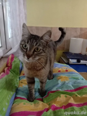 Miri - tolles Katzenmädchen sucht großes Glück Bild 4