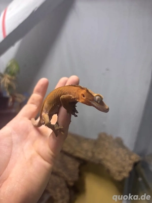 kronengeckos aus 2024