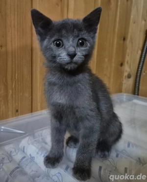 Bildschöne Kätzin Hazel - Reserviert!