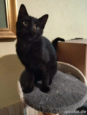 Camila Schmusiges Lackfellchen sucht Familie zum Kuscheln