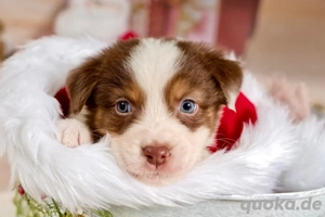 2 Traumhafte Australian Shepherd Welpen sitzen suf gepackten Köfferchen