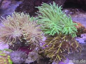 Euphyllia glabrescens Sett Korallenableger