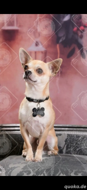 Deck rüde Chihuahua