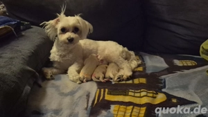 Malteser Welpen 