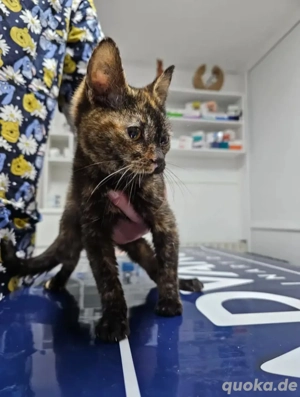 Mora Kleine Schnurri sucht  ihre Kuschelfamilie