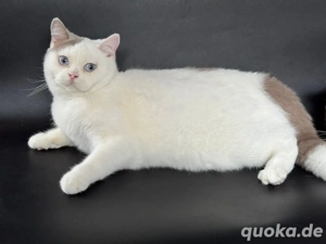 BKH Katze mit blaue Augen ( DBE) lilac harlequin Stammbaum abgabebereit