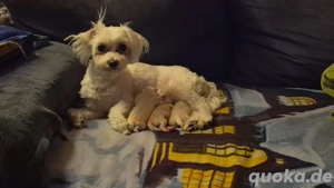 Zuckersüsse Malteserwelpen 