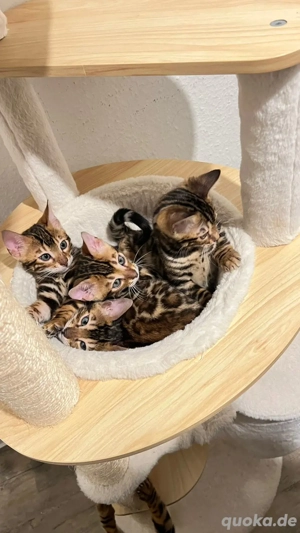 Bengalkatze Kitten Kater