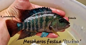 Süßwasserfische und Buntbarsche