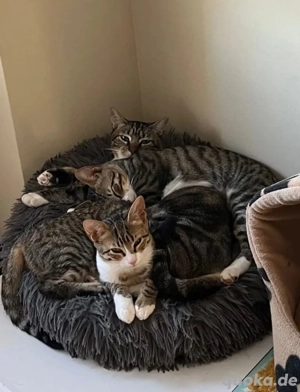 Libra, Celine und Leon Trio sucht gechillte Familie