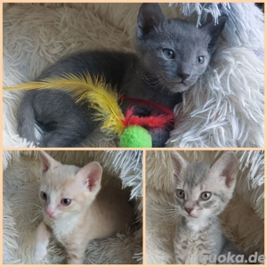 Seltene Ural Rex Kitten mit Stammbaum aus Championverpaarung