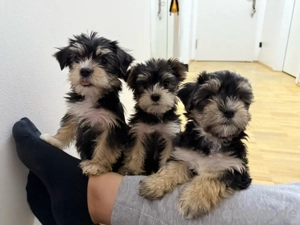 yorkshire terrier welpen ausziehbereit