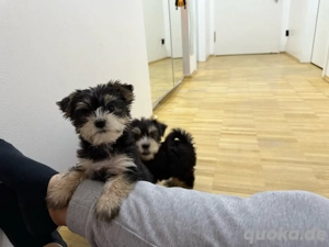 Yorkshire Terrie Welpen 3 weibchen ab sofort