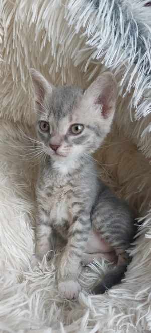 Seltenes Ural Rex Kitten mit Stammbaum aus Championverpaarung 