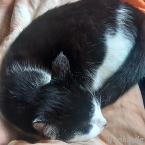 Schwarz weiss Katze in liebevolle Hände abzugeben. 