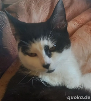 Schwarz weiss Katze in liebevolle Hände abzugeben. 