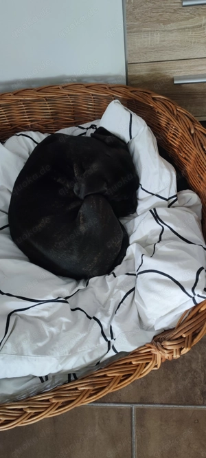 Cane Corso Welpen ab Mitte Januar