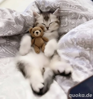 Reinrassige Bkh Kitten Balu