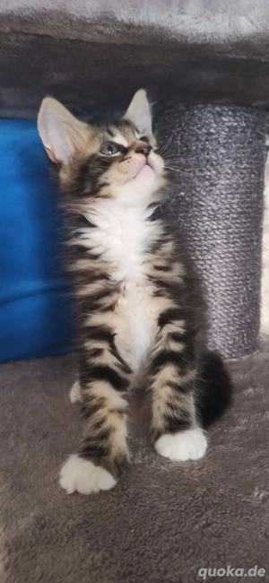 Maine-Coon-Kitten