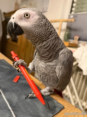 Suchen jungen Graupapagei Hahn  Henne 