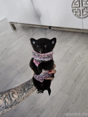 Finchen ist sehr klein und anhänglich und sucht lieblings Mensch...