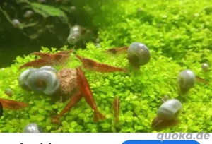 Suche Garnelen u.Schnecken.