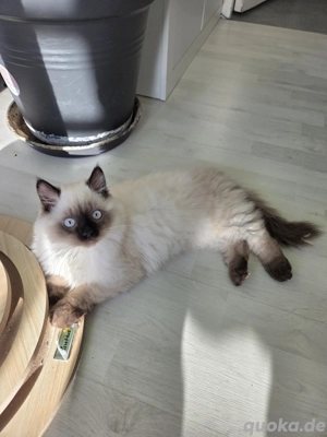 Ragdoll Colorpoint Kater 4 Monate alt